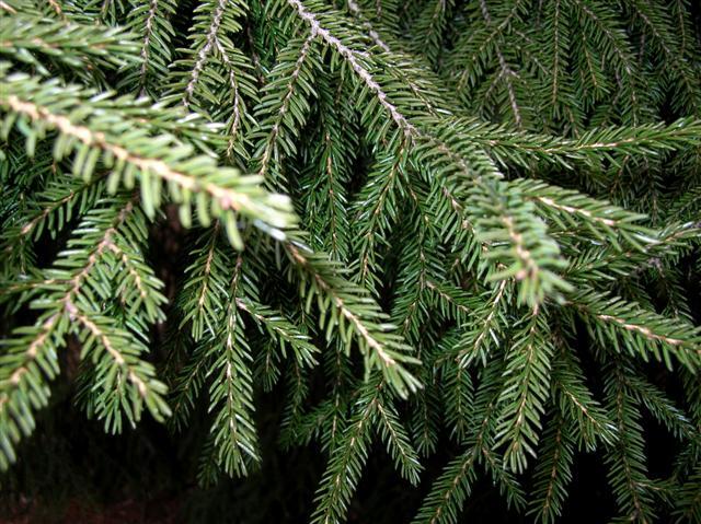 Oriental Spruce branch