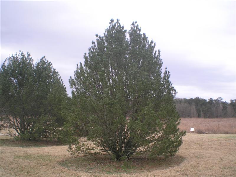 Lacebark Pine tree