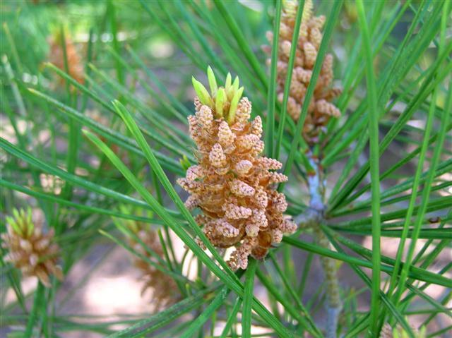 Lacebark Pine tree cone