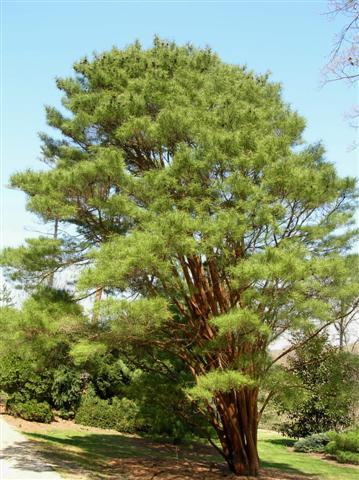 Tanyosho Pine tree