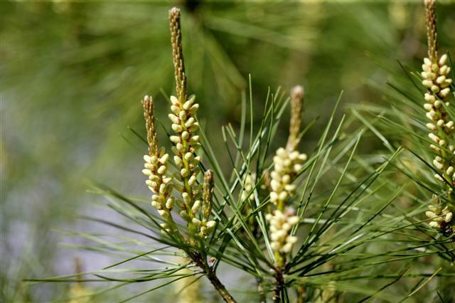 Tanyosho Pine needles and buds