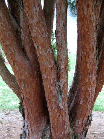 Tanyosho Pine tree trunks