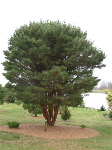 Tanyosho Pine tree