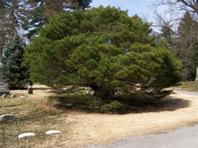 Tanyosho Pine tree