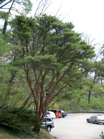 Tanyosho Pine tree