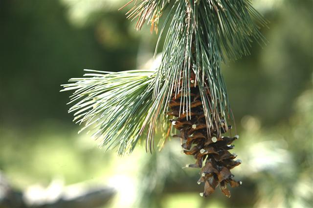 close-up of pine branch and pine cone