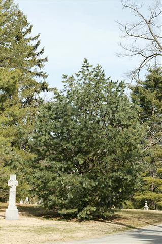 Vanderwolfâ€™s Pyramid Limber Pine tree