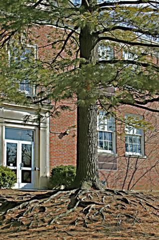 Eastern White Pine tree with roots exposed