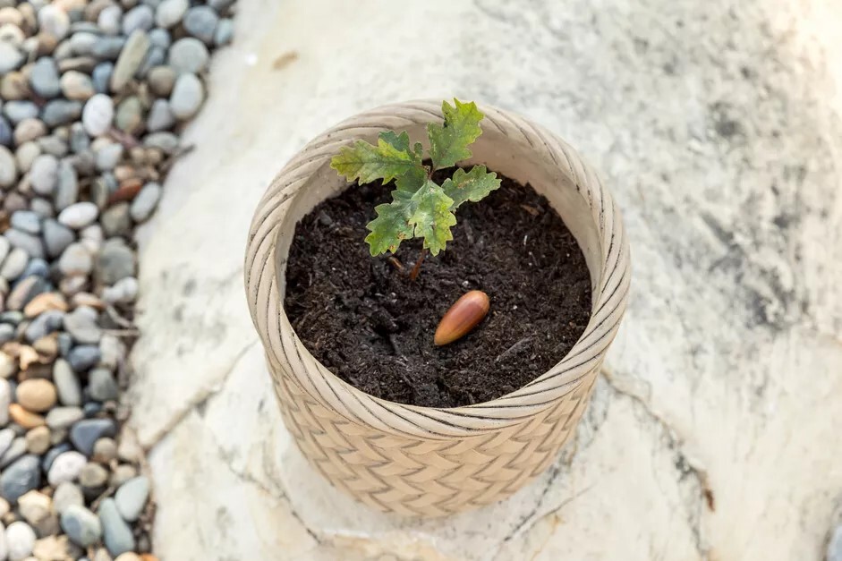 Seed and baby sprout in pot