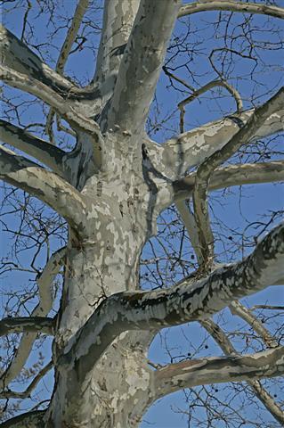 Sycamore tree no leaves