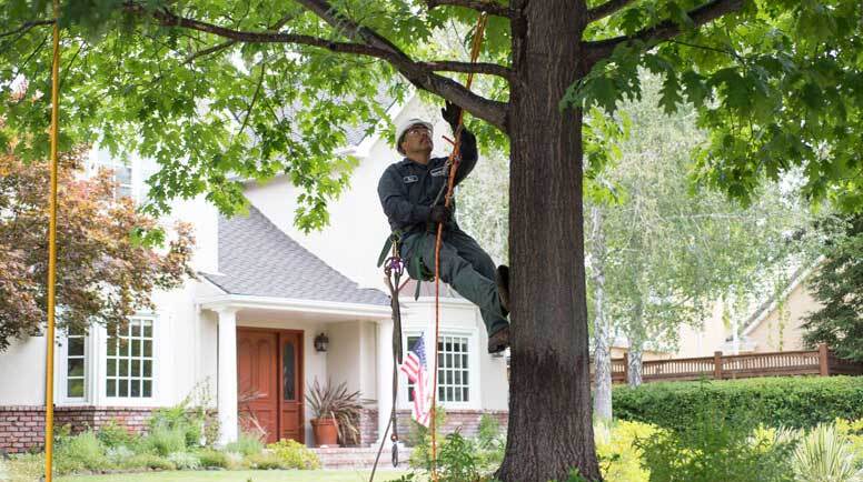 Man climbing tree