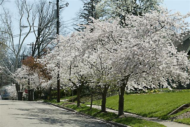 Yoshino Cherry trees