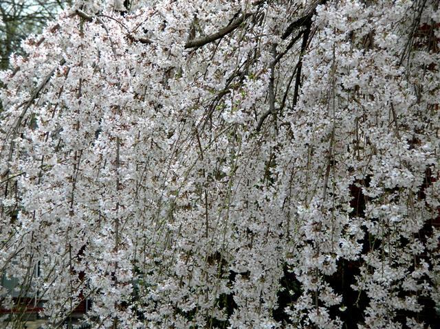 Weeping Cherry flowers