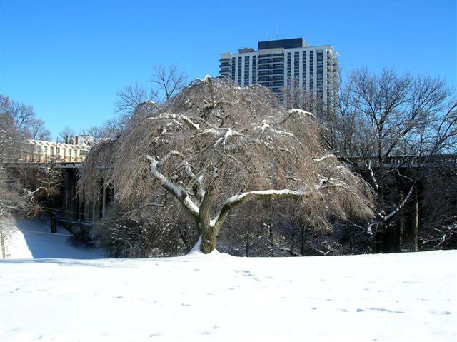 Weeping Cherry tree covered in snow