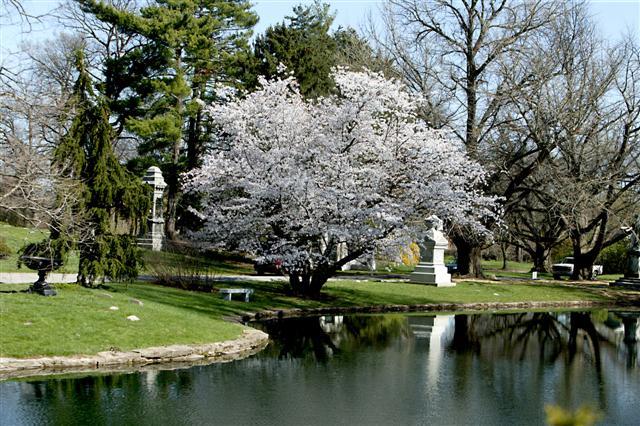 Yoshino Cherry tree on edge of water