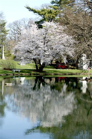 Yoshino Cherry tree