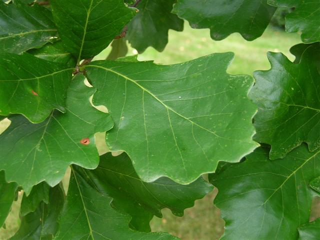 Swamp White Oak leaves