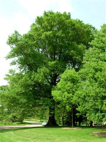 Willow Oak tree