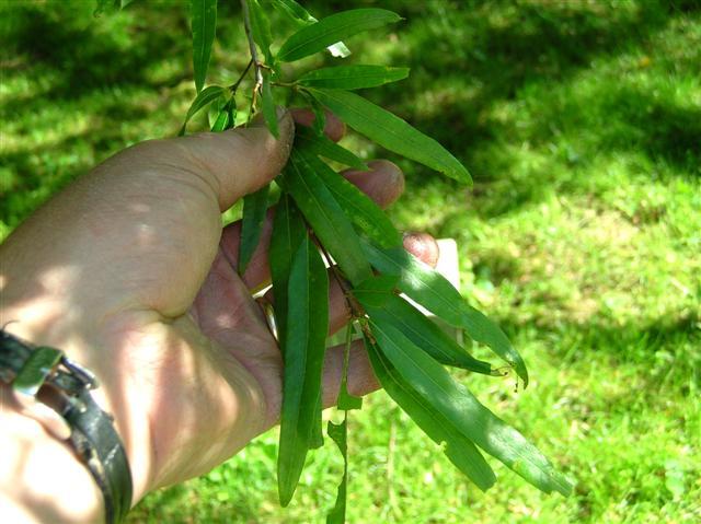 Person holding Willow Oak tree branch