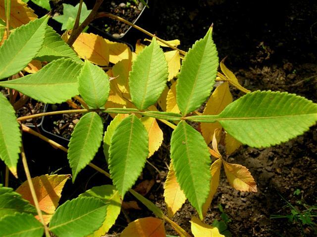 September Glow Chinese Sumac