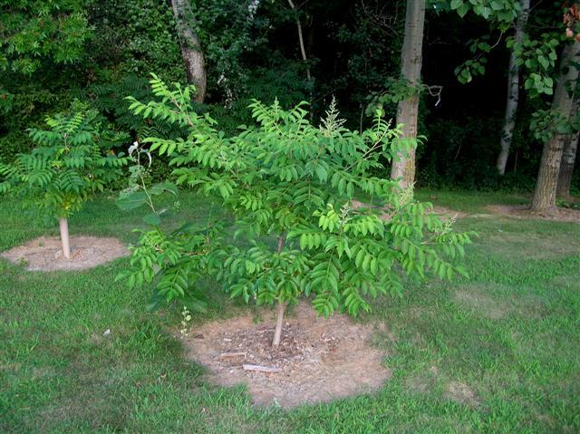 September Glow Chinese Sumac