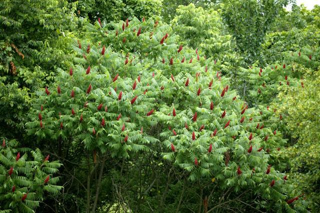 Staghorn Sumac