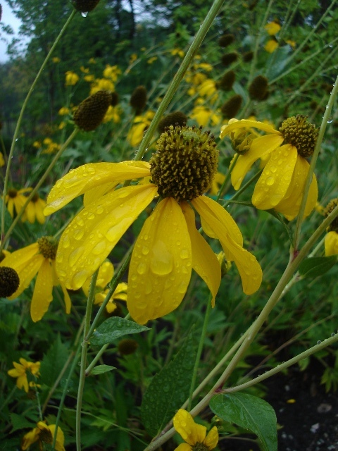 Autumn Sun Coneflowers