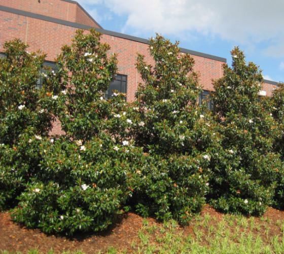 Brackenâ€™s Brown Beauty Southern Magnolia trees