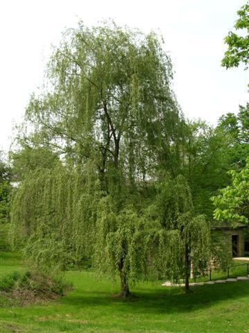 Babylon Weeping Willow tree