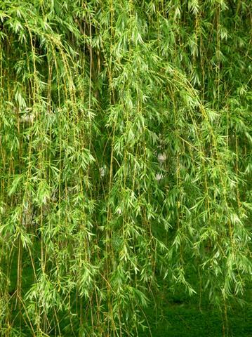 Babylon Weeping Willow branches