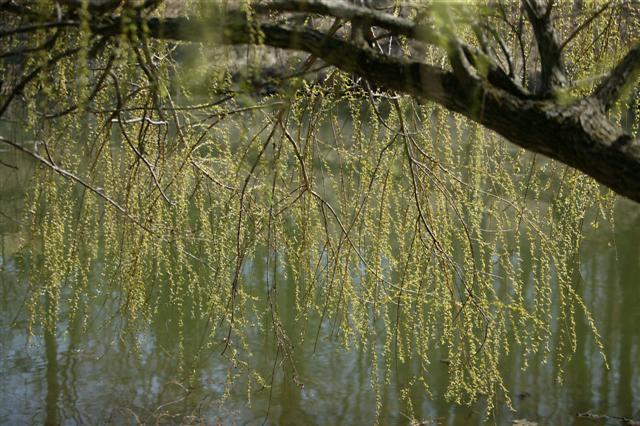 Babylon Weeping Willow branch