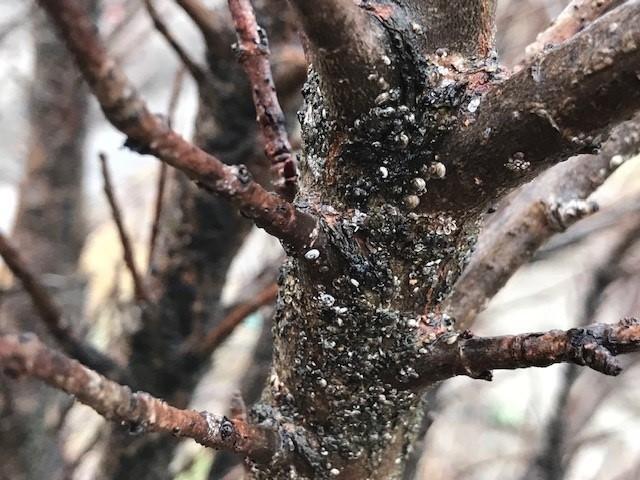 scale on tree branch