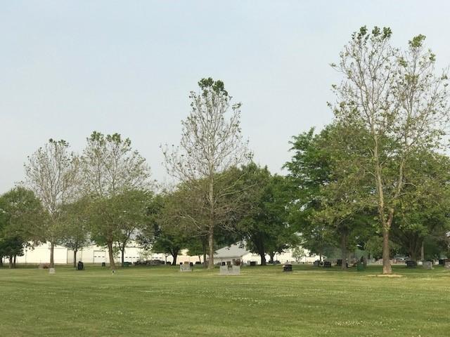 Sycamore tress with no leaves