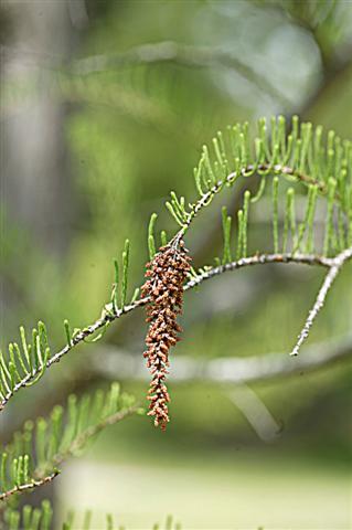 Pond Cypress branch