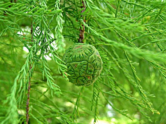 Pond Cypress buds