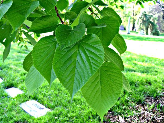 American Linden tree leaves