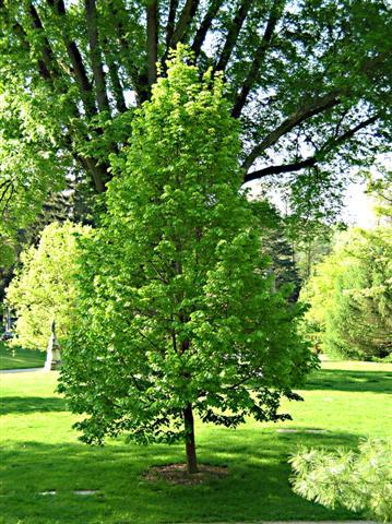 American Linden tree