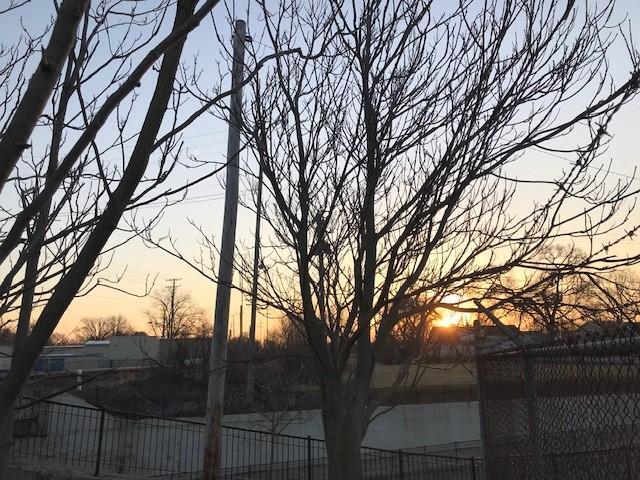 Tree with no leaves and sunset in background