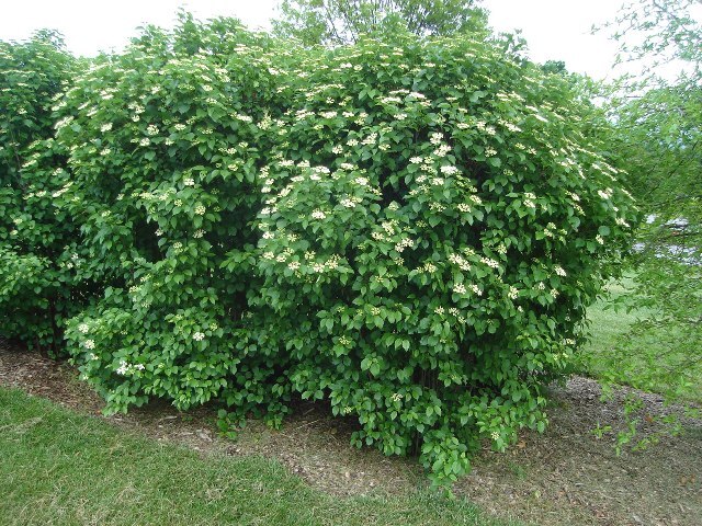 Arrowwood Viburnum bush