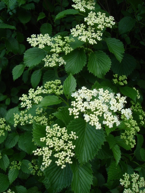 Arrowwood Viburnum flowers