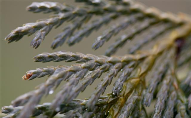 Weeping Nootka Falsecypress branch close-up