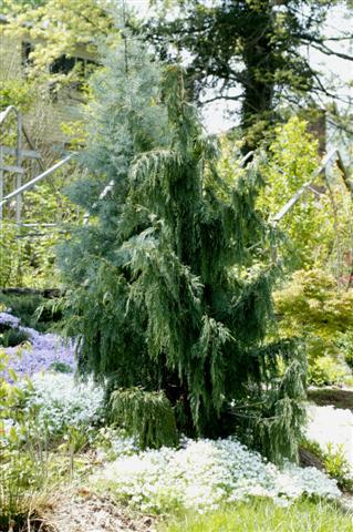 Weeping Nootka Falsecypress tree