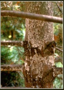 Close-up of tree trunk