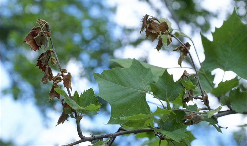 Close-up of tree branch with some dead leaves