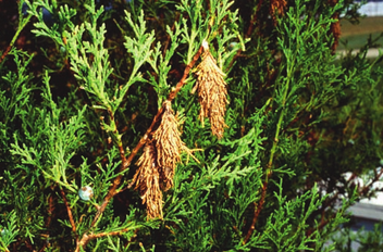 Close-up of tree branch with dead branches