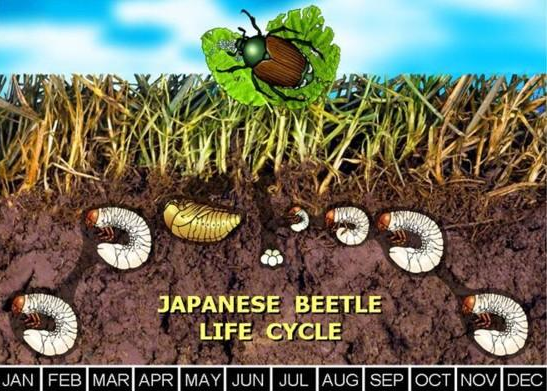 Japanese Beetle Life Cycle chart