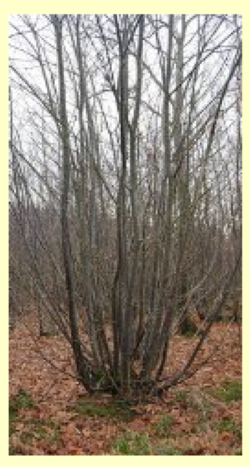 Coppiced Tree