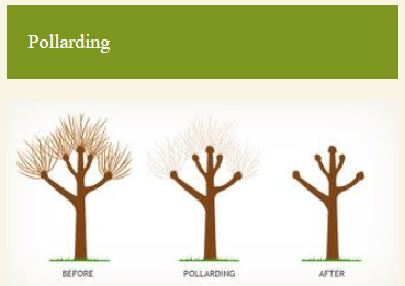 Pollarding tree before and after graph