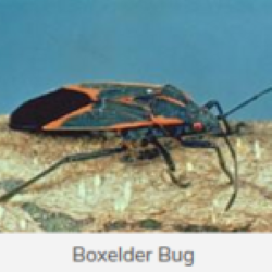 Boxelder Bug