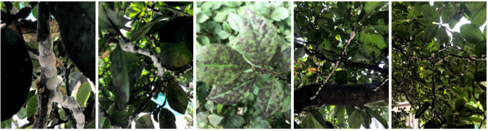 collage of leaves